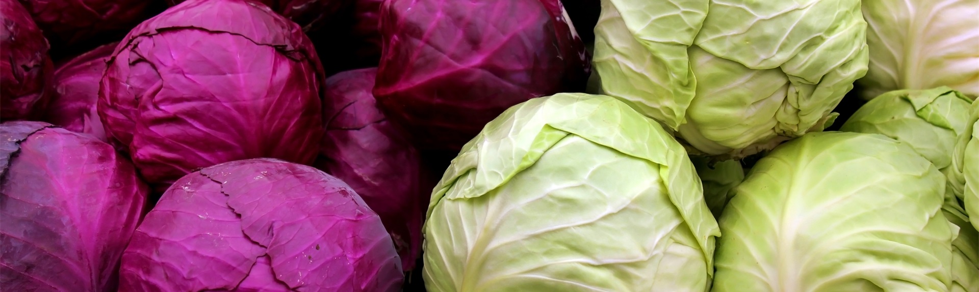 Cabbage