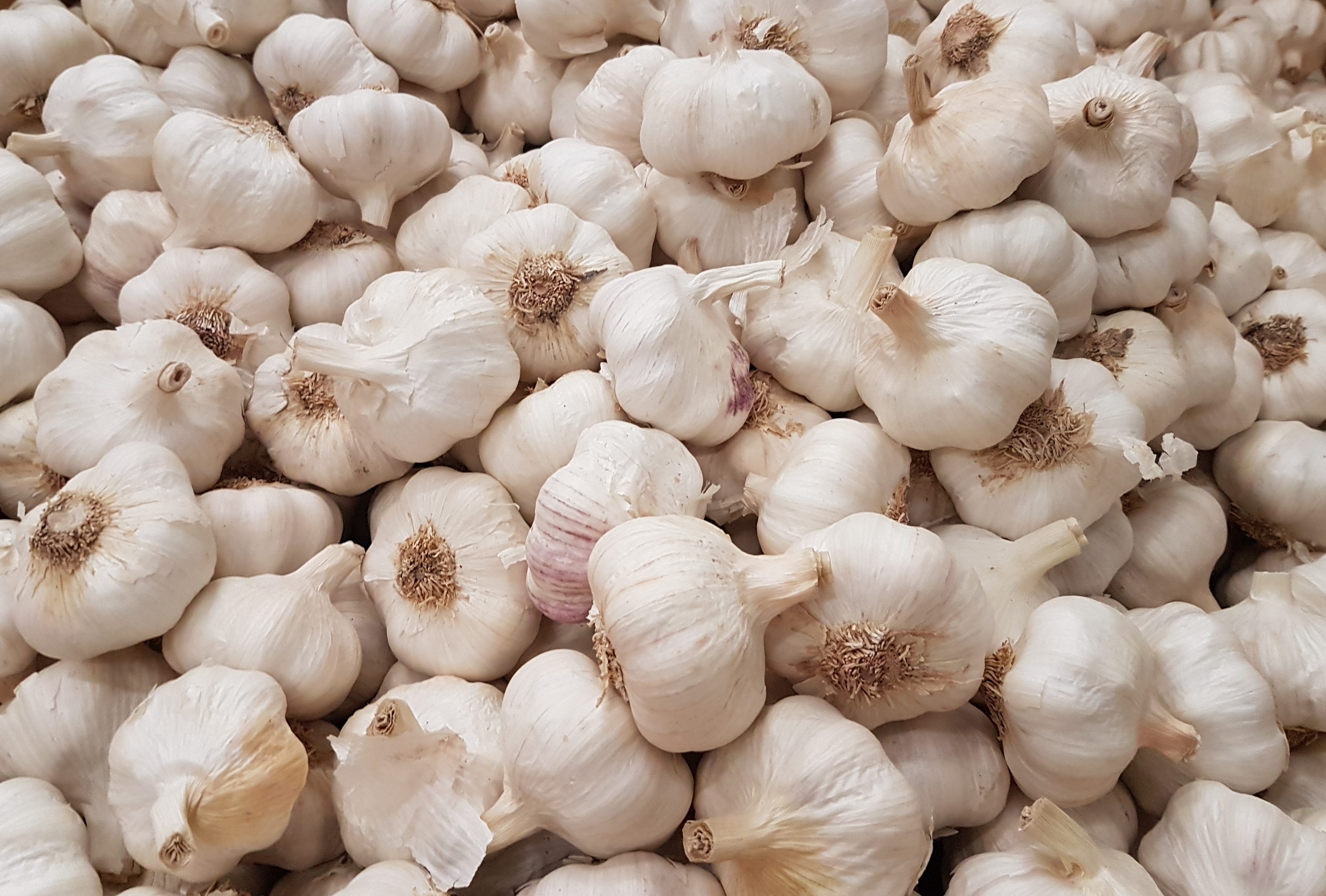 Garlic