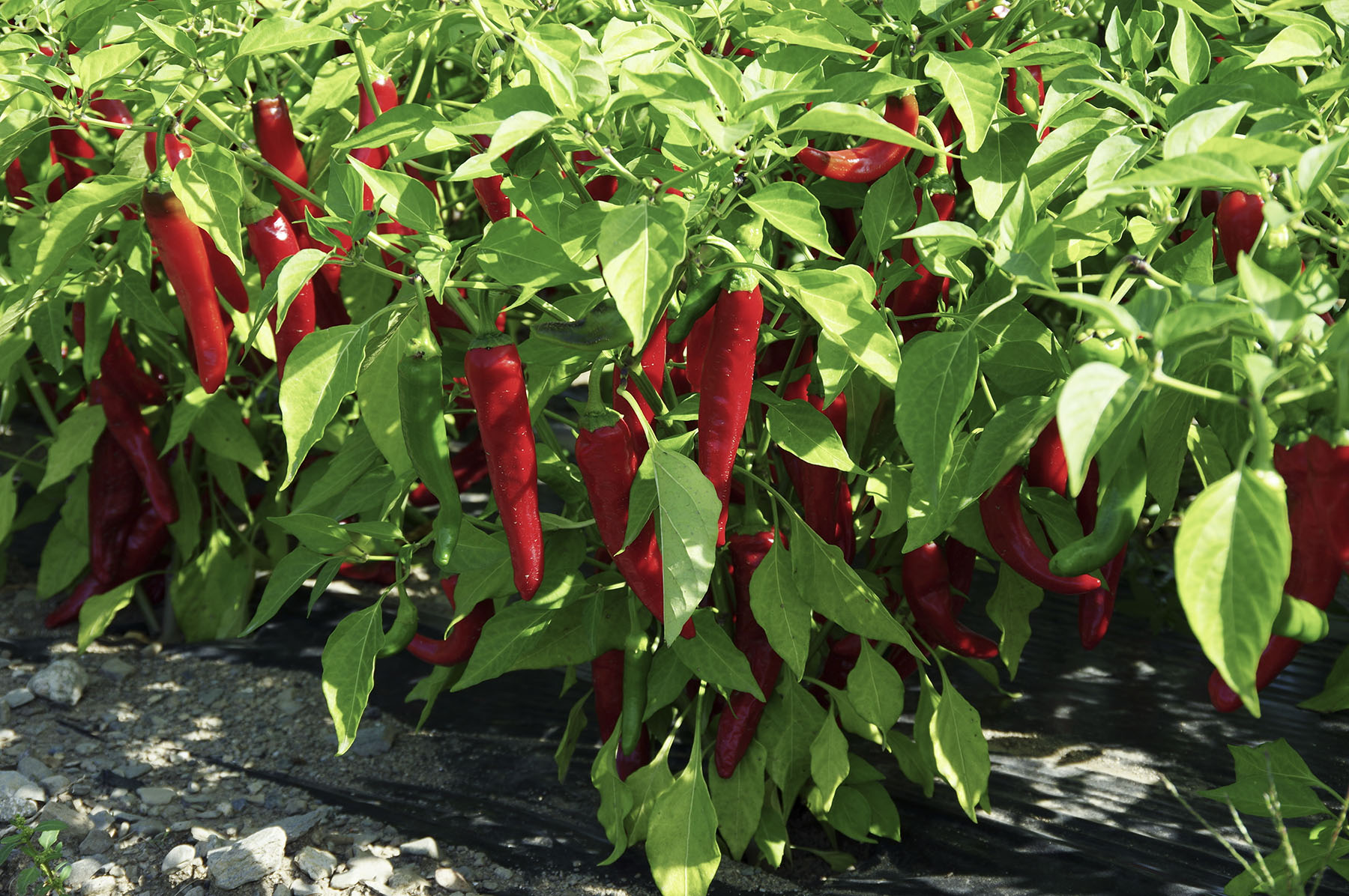 Pickled dragon cayenne pepper