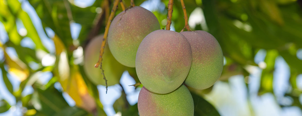Fresh mango