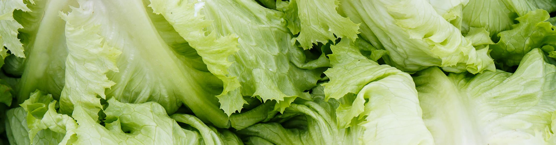 Iceberg lettuce