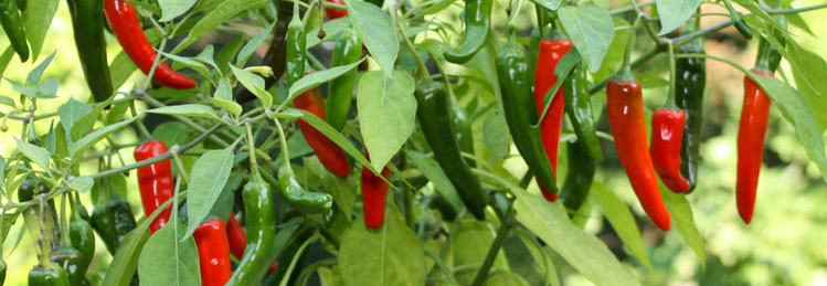 Pickled jalapeno pepper