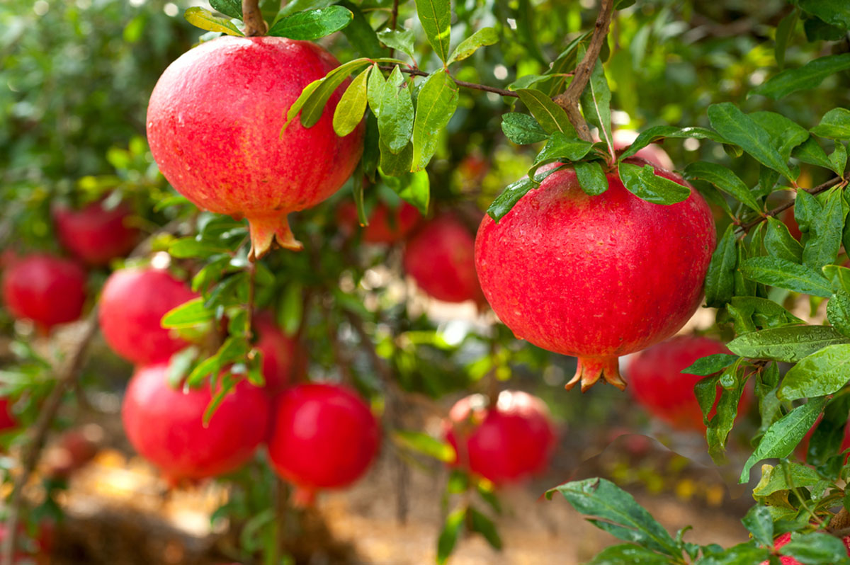Fresh pomegranate