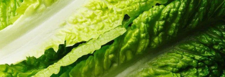 Romaine lettuce