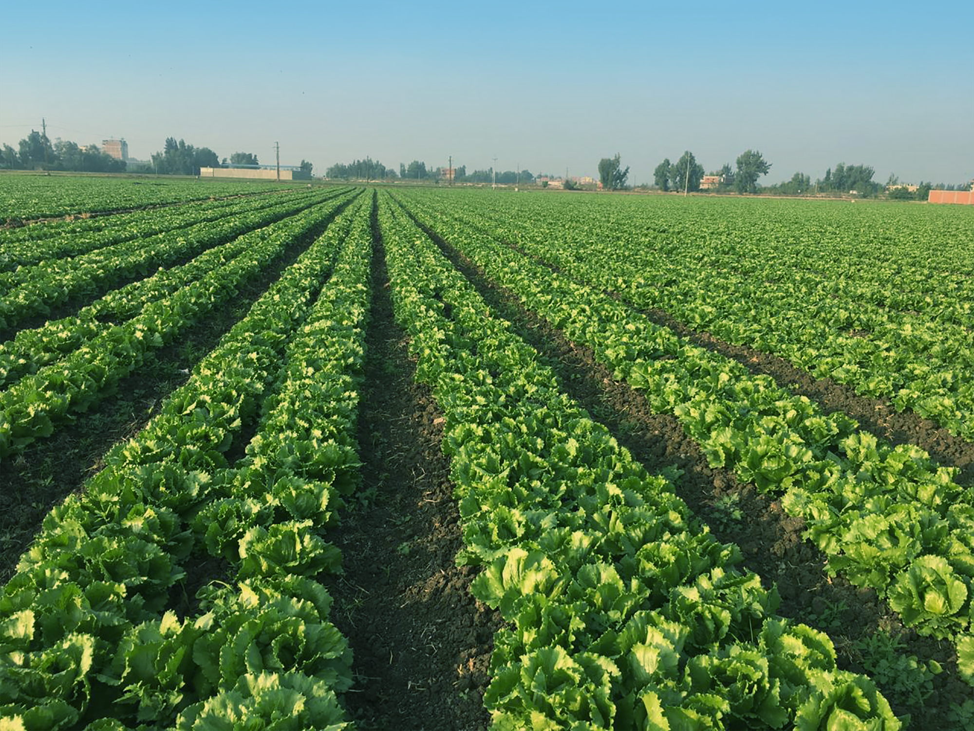 Our farms, iceberg lettuce field rows