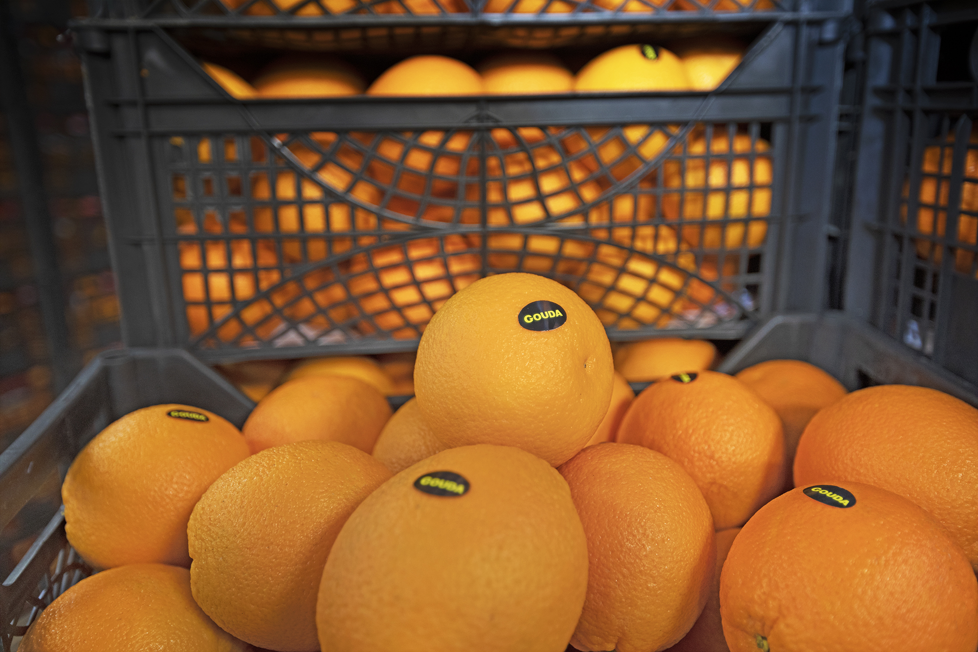 Gouda oranges freshly packed in crates