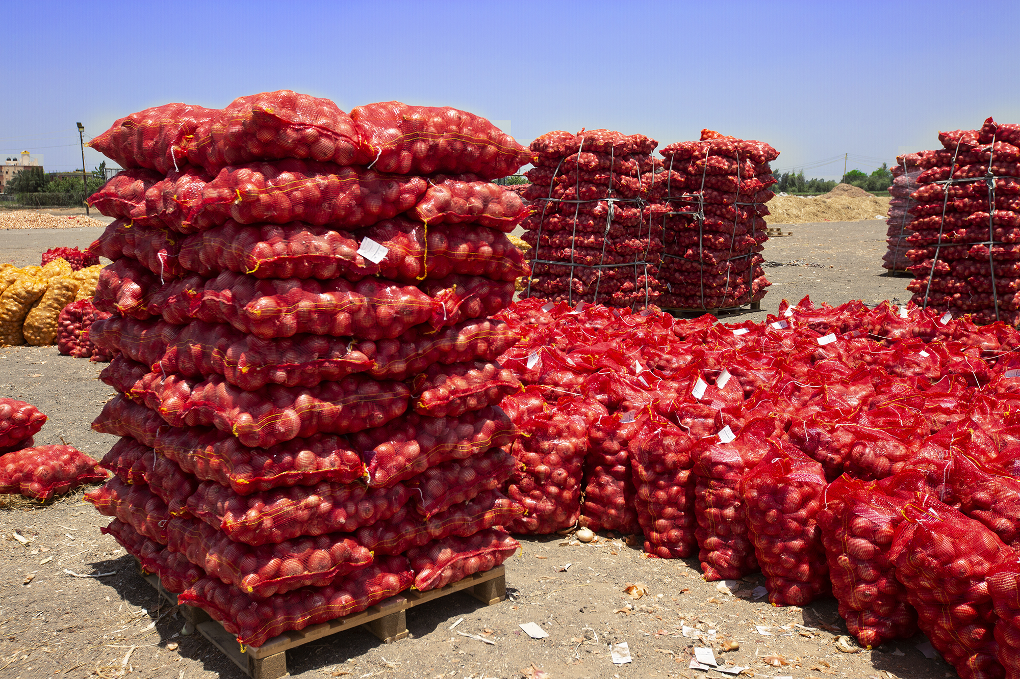 Palletised onions ready for shipment